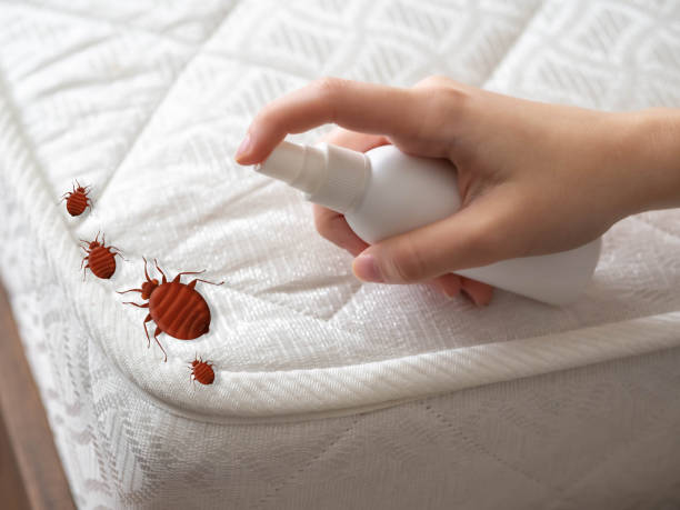 Best Spider Control Near Me  in Orange Blossom, CA