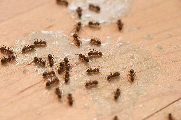 Best Termite Control Services  in Orange Blossom, CA