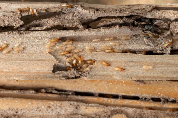 Best Wasp Removal Services  in Orange Blossom, CA
