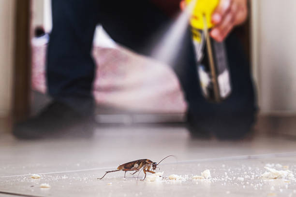 Best Ant Control Services  in Orange Blossom, CA