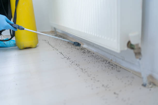 Best Best Pest Control Companies  in Orange Blossom, CA