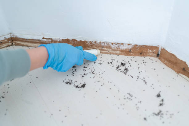 Best Commercial Pest Control Services  in Orange Blossom, CA
